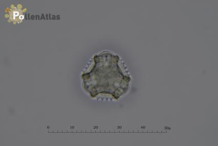 Crepis leontodontoides