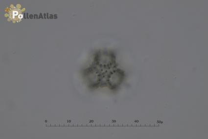 Crepis leontodontoides