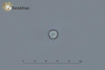 Cynoglossum creticum