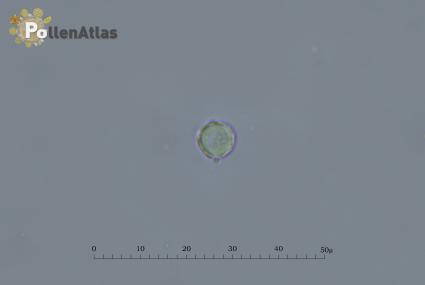 Cynoglossum creticum