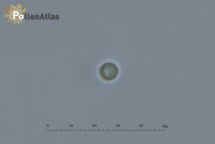 Cynoglossum creticum