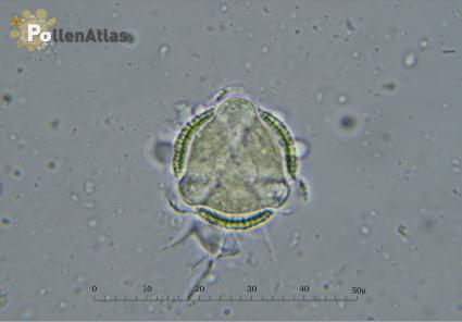 Diplotaxis erucoides