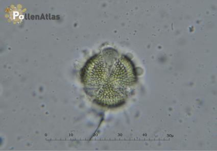 Diplotaxis erucoides