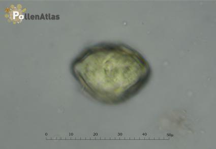 Eryngium amethystinum