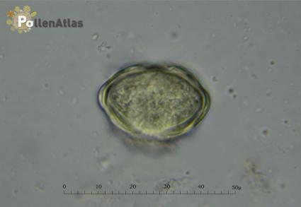 Eryngium amethystinum