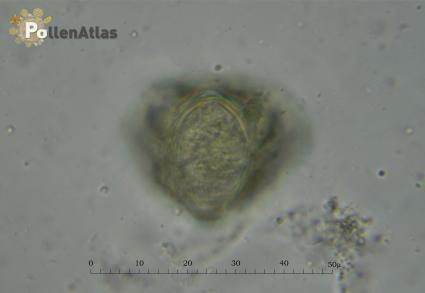 Eryngium amethystinum