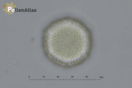Eschscholzia californica