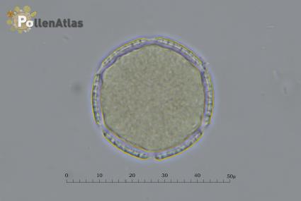 Eschscholzia californica
