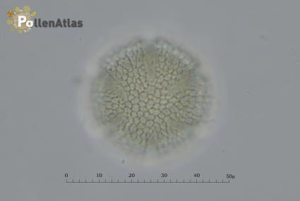 Eschscholzia californica
