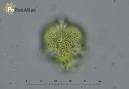Euphorbia cyparissias