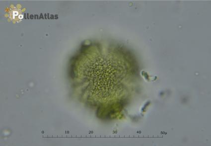 Euphorbia cyparissias