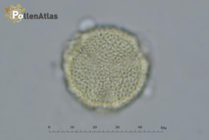 Fagopyrum esculentum