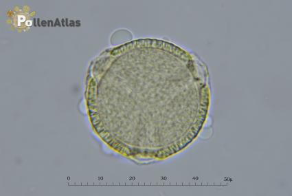 Fagopyrum esculentum