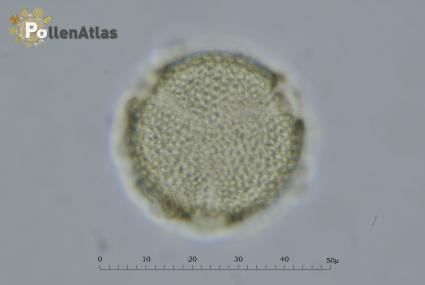 Fagopyrum esculentum