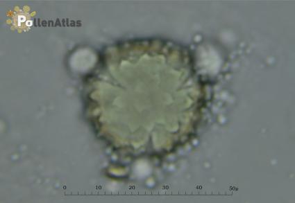 Galactites tomentosa