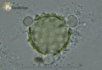 Galactites tomentosa