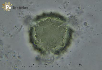 Galactites tomentosaGalactites tomentosa