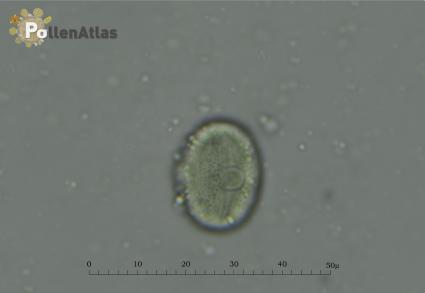Hedysarum coronarium