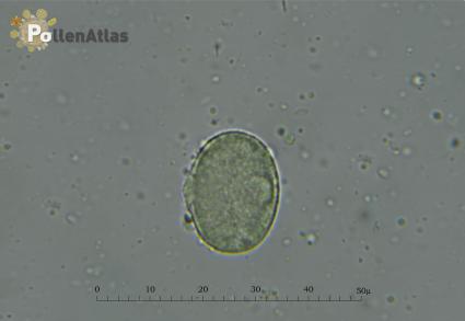 Hedysarum coronarium