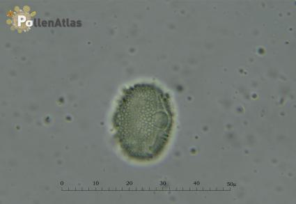 Hedysarum coronarium