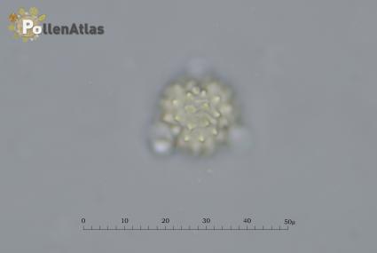 Helichrysum italicum