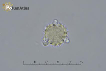 Helichrysum italicum