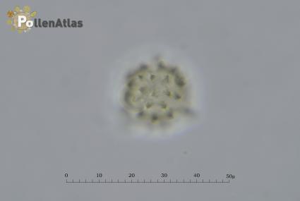 Helichrysum italicum