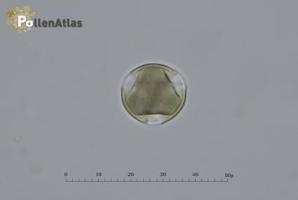 Hypericum perforatum