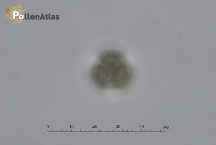 Hypericum perforatum