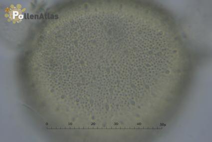 Knautia integrifolia