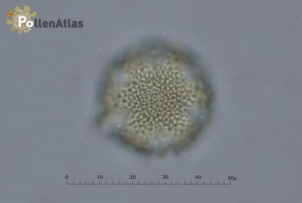 Lavandula angustifolia