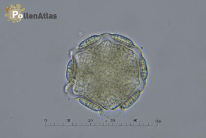 Lavandula angustifolia