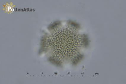 Lavandula angustifolia