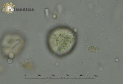 Odontites vulgaris