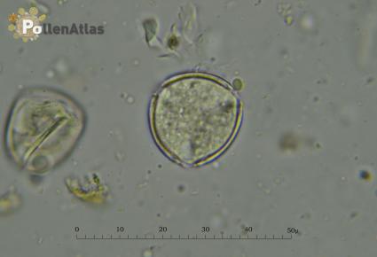 Odontites vulgaris