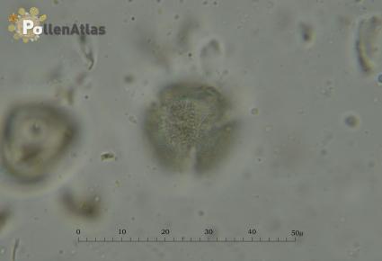 Odontites vulgaris