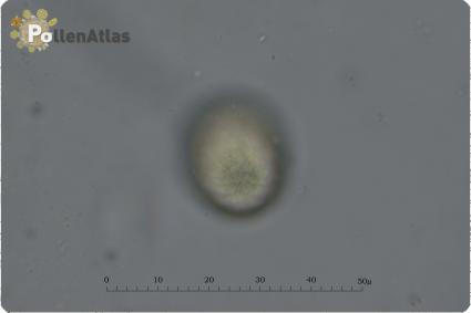 Onobrychis caput-galli