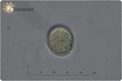 Onobrychis caput-galli