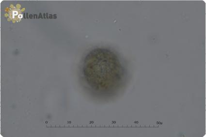 Onobrychis caput-galli