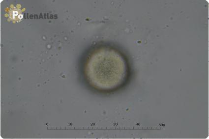 Onobrychis viciifolia