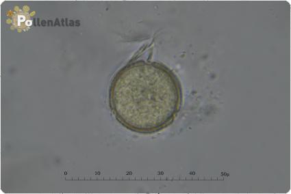 Onobrychis viciifolia