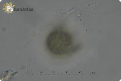 Onobrychis viciifolia