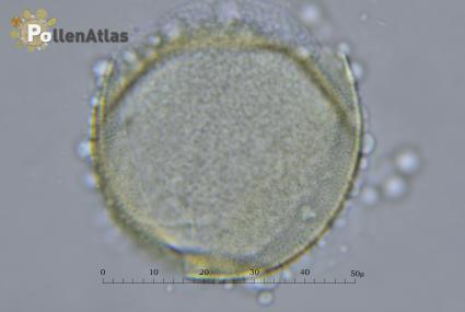 Ornithogalum narbonense