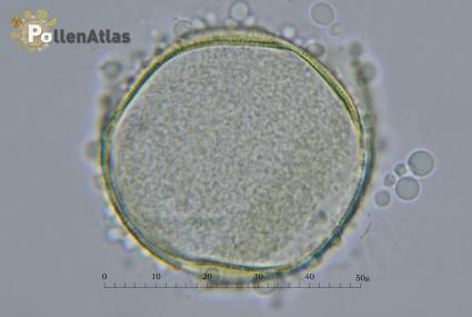 Ornithogalum narbonense