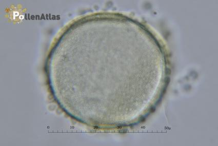 Ornithogalum narbonense