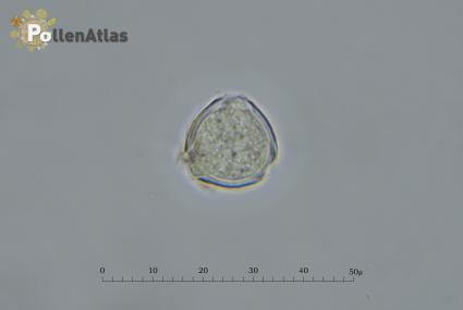 Ornithopus perpusillus