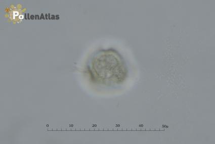 Ornithopus perpusillus