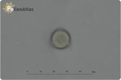 Philadelphus coronarius