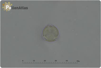 Philadelphus coronarius