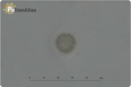 Philadelphus coronarius
